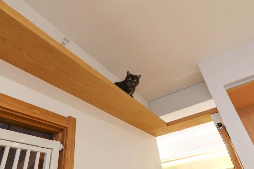一人兩喵丨貓咪“空中走廊”、我的“和風書房”