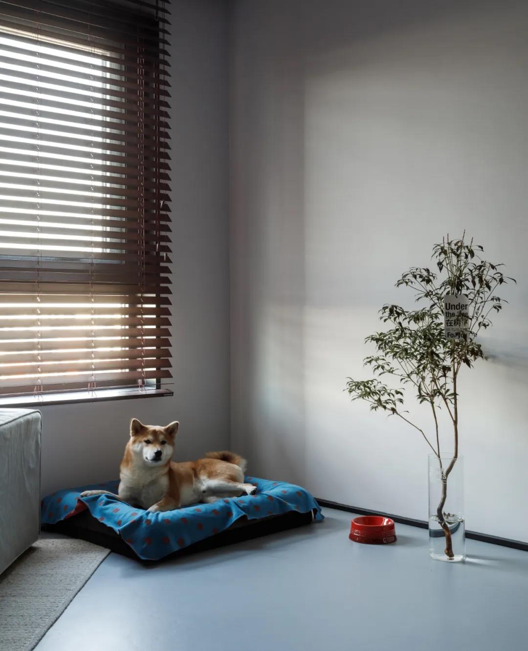 兩人一狗“斷舍離”，給生活做減法，拒絕emo! 